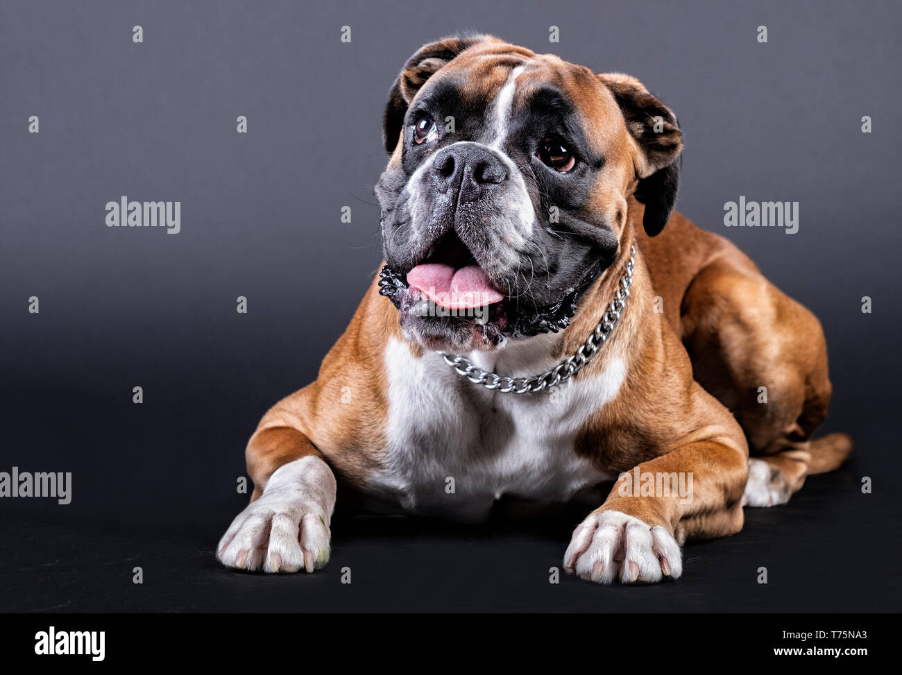 Boxer sale dog grooming