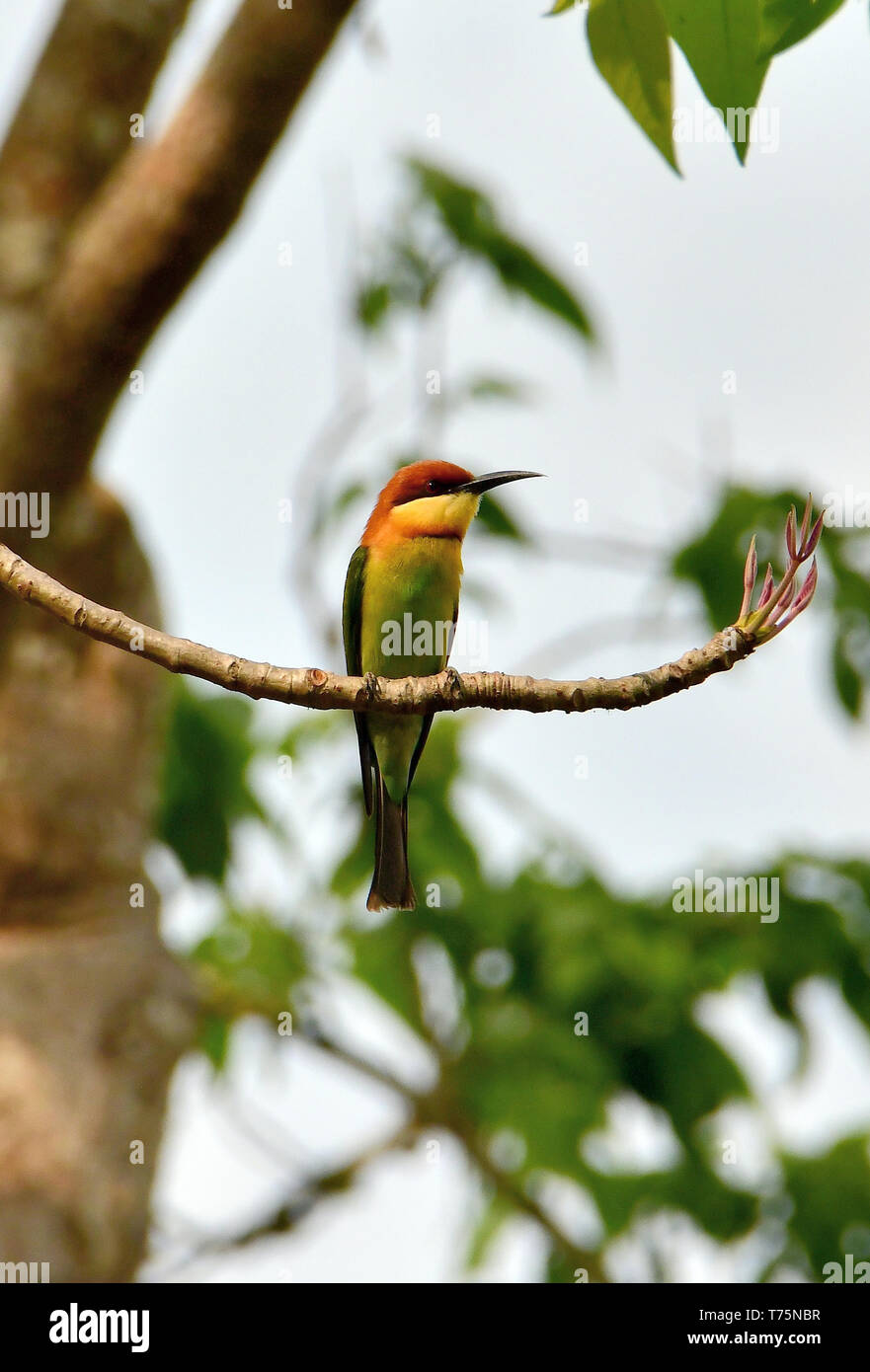 Chestnut-headed bee-eater, Merops leschenaulti, Chitwan National Park, Nepal, UNESCO World Heritage Site Stock Photo