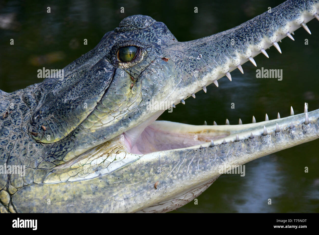 Gavial Or Charial Hi-Res Stock Photography And Images - Page 8 - Alamy