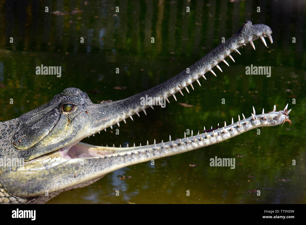 Gharial Gavial Gangesgavial Gavialis Gangeticus Chitwan National Park Nepal Unesco World Heritage Site Stock Photo Alamy Gharial Gavial Gangesgavial Gavialis Gangeticus Chitwan National Park Nepal Unesco World Heritage Site Stock Photo Alamy