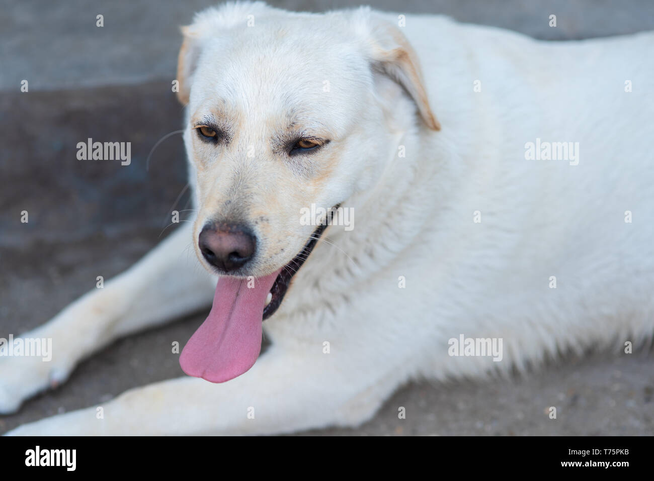 Good friend with long tongue relaxing Stock Photo