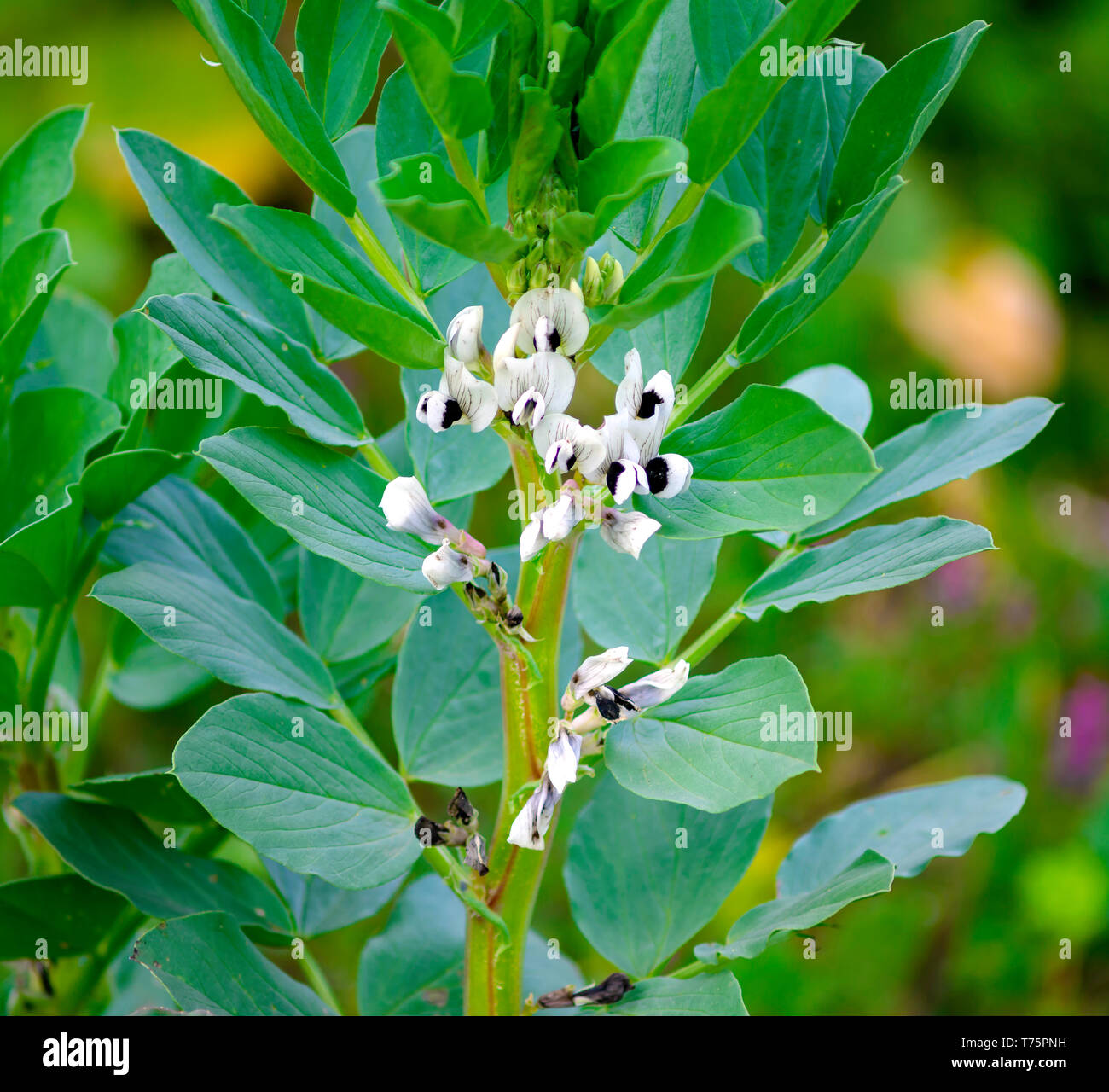 Closeup of multicolored blossoming organically grown broad bean Stock Photo