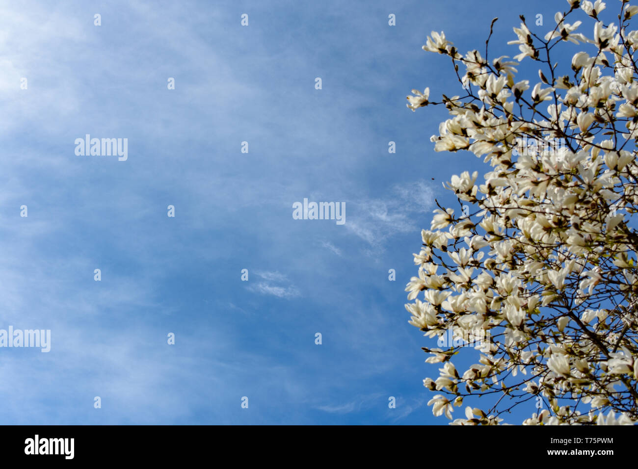 Clouds magnolia flowers hi-res stock photography and images - Alamy
