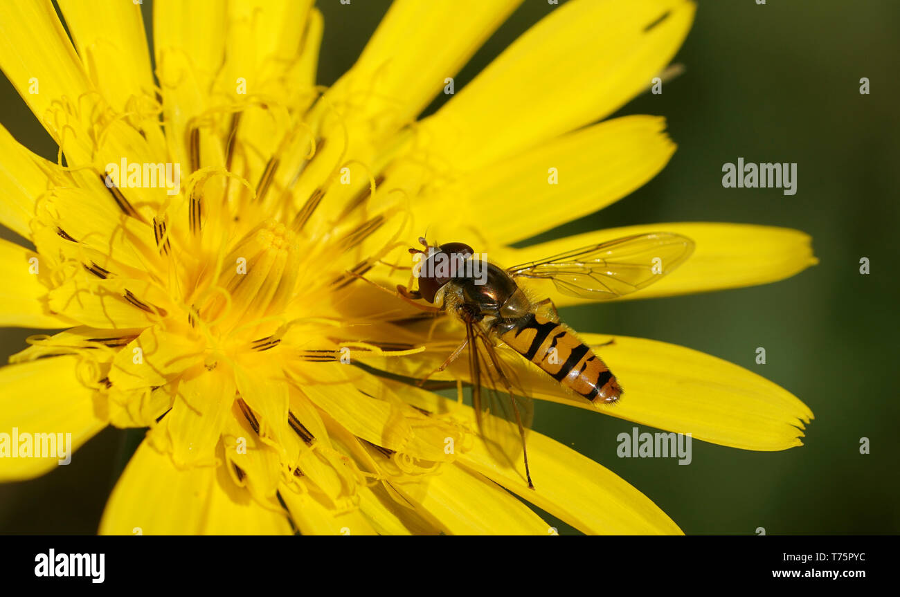 hoverfly on dandelion Stock Photo