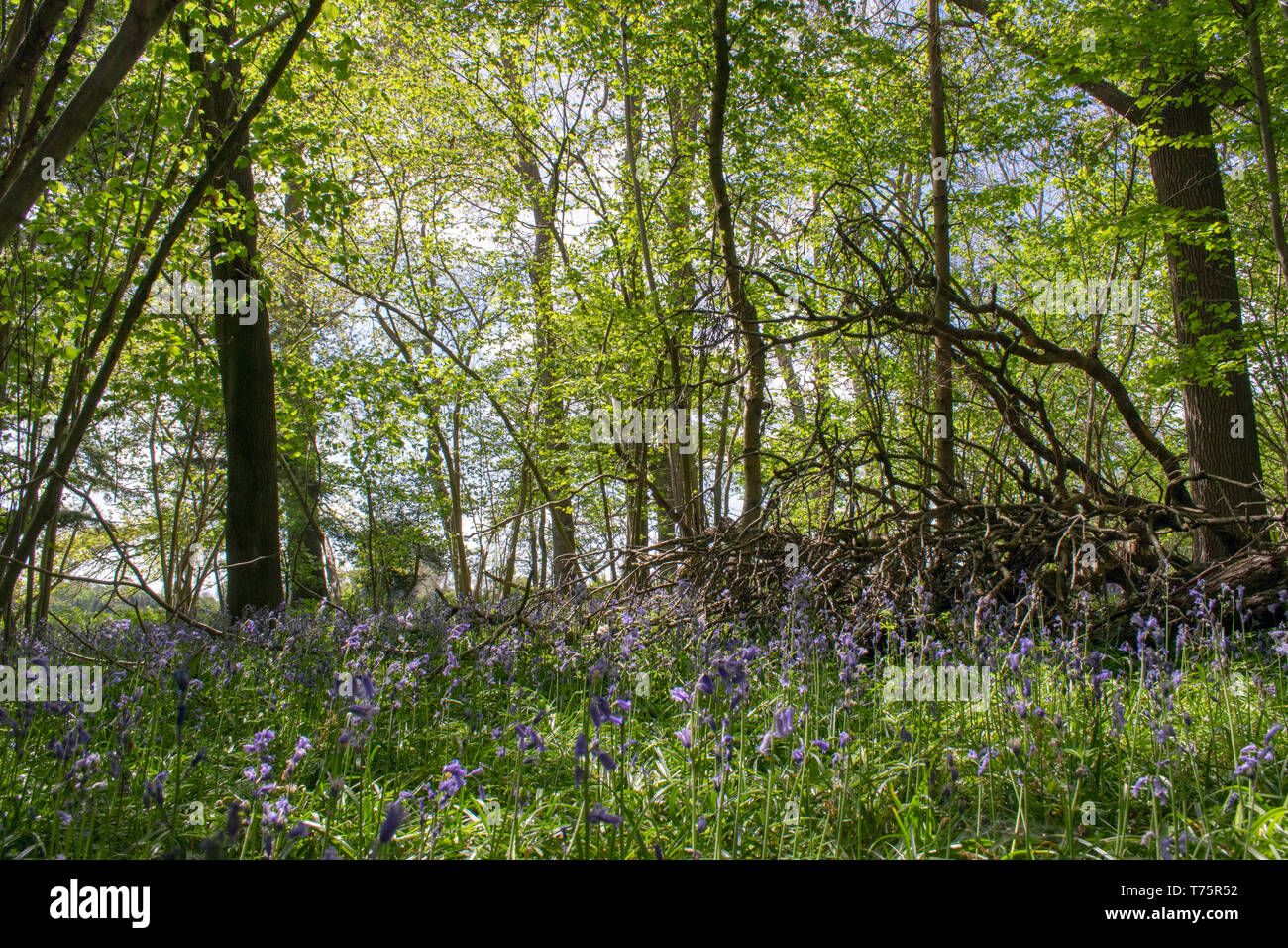 Bluebells Stock Photo