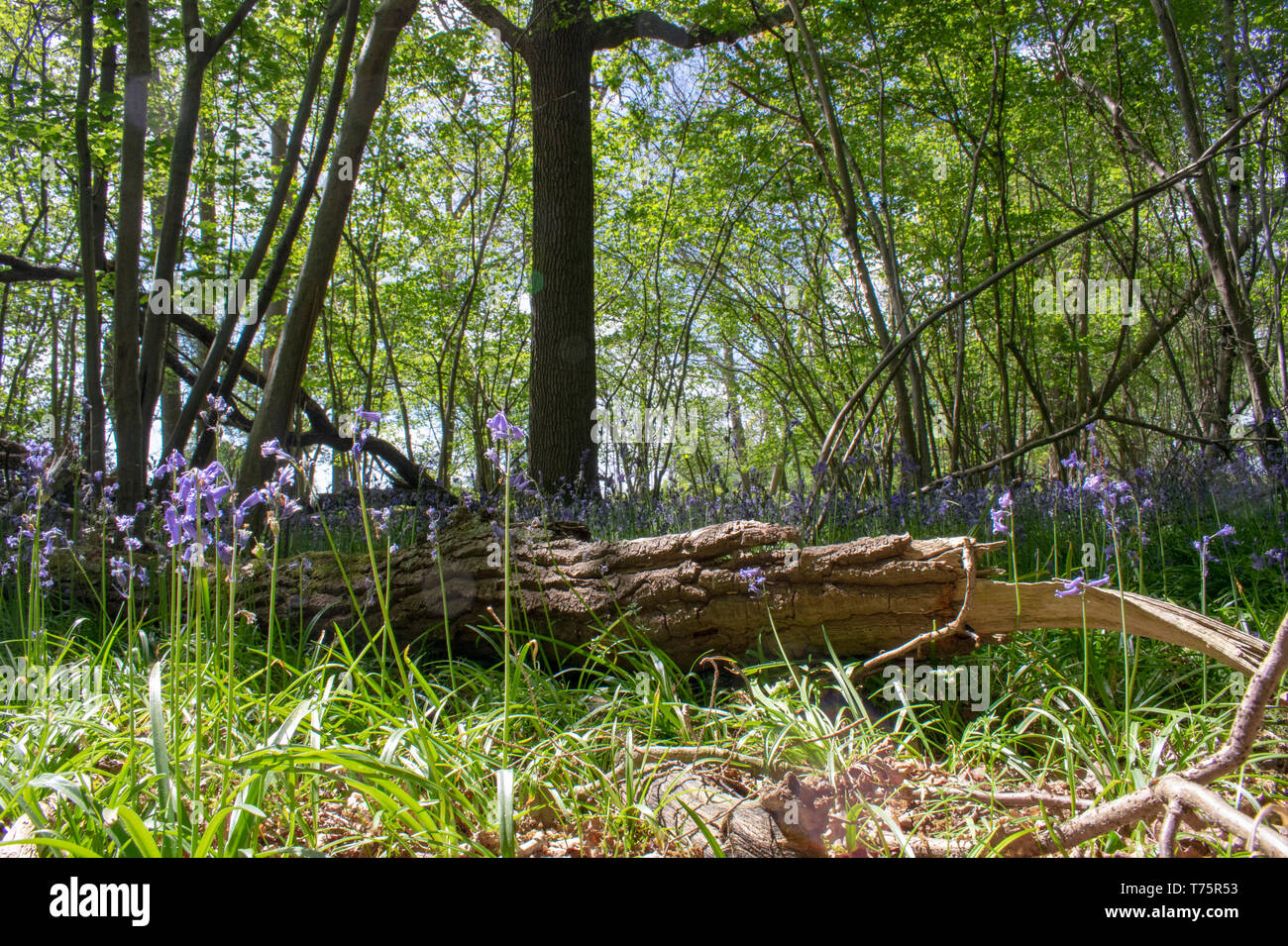 Bluebells Stock Photo