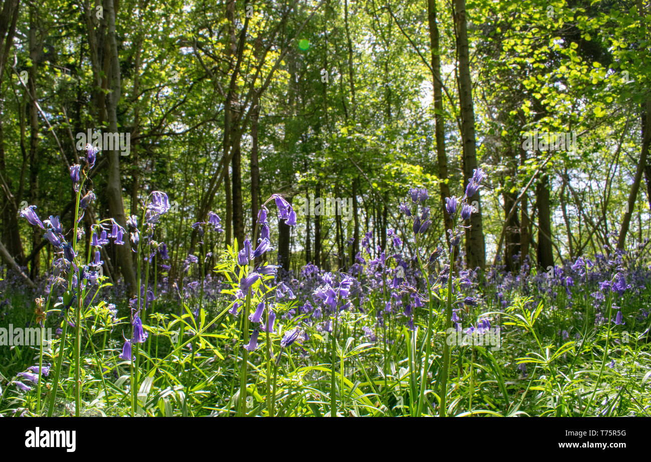 Bluebells Stock Photo