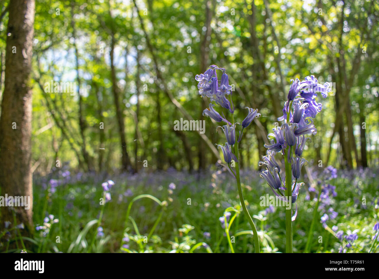 Bluebells Stock Photo