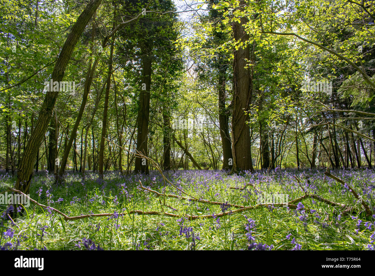 Bluebells Stock Photo