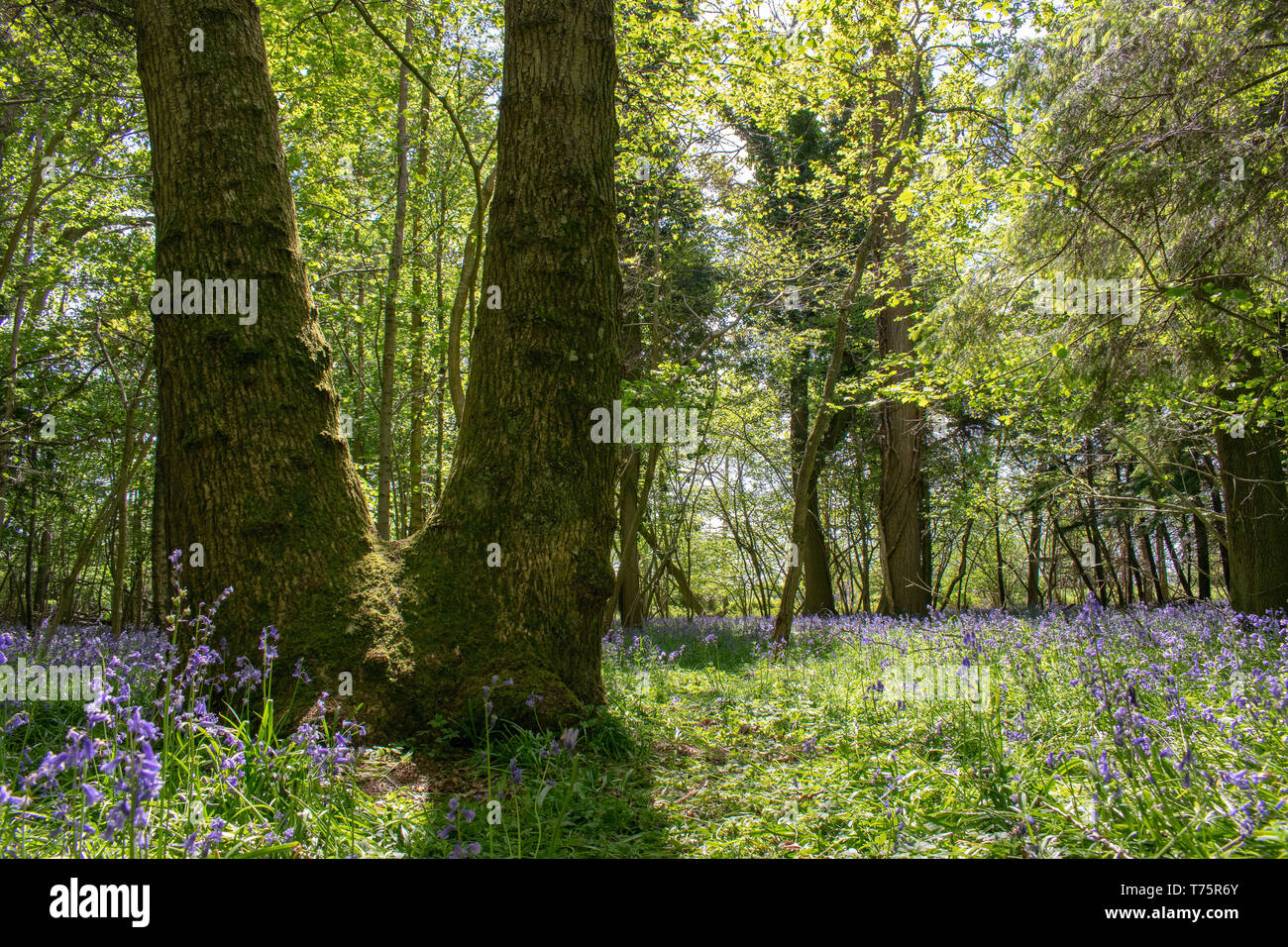 Bluebells Stock Photo