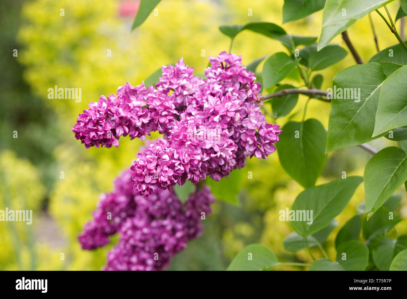 Paintings Of Spring Bouquets Of Lilac In Painting