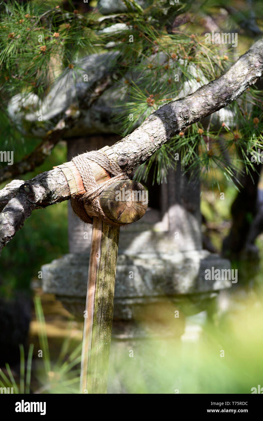 Tree support japan hi-res stock photography and images - Alamy