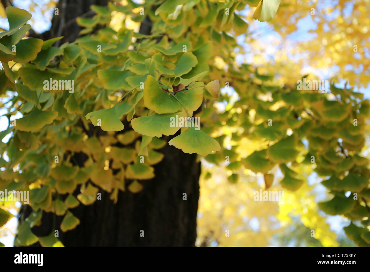 Ginkgo leaves turn yellow in autumn Stock Photo Alamy