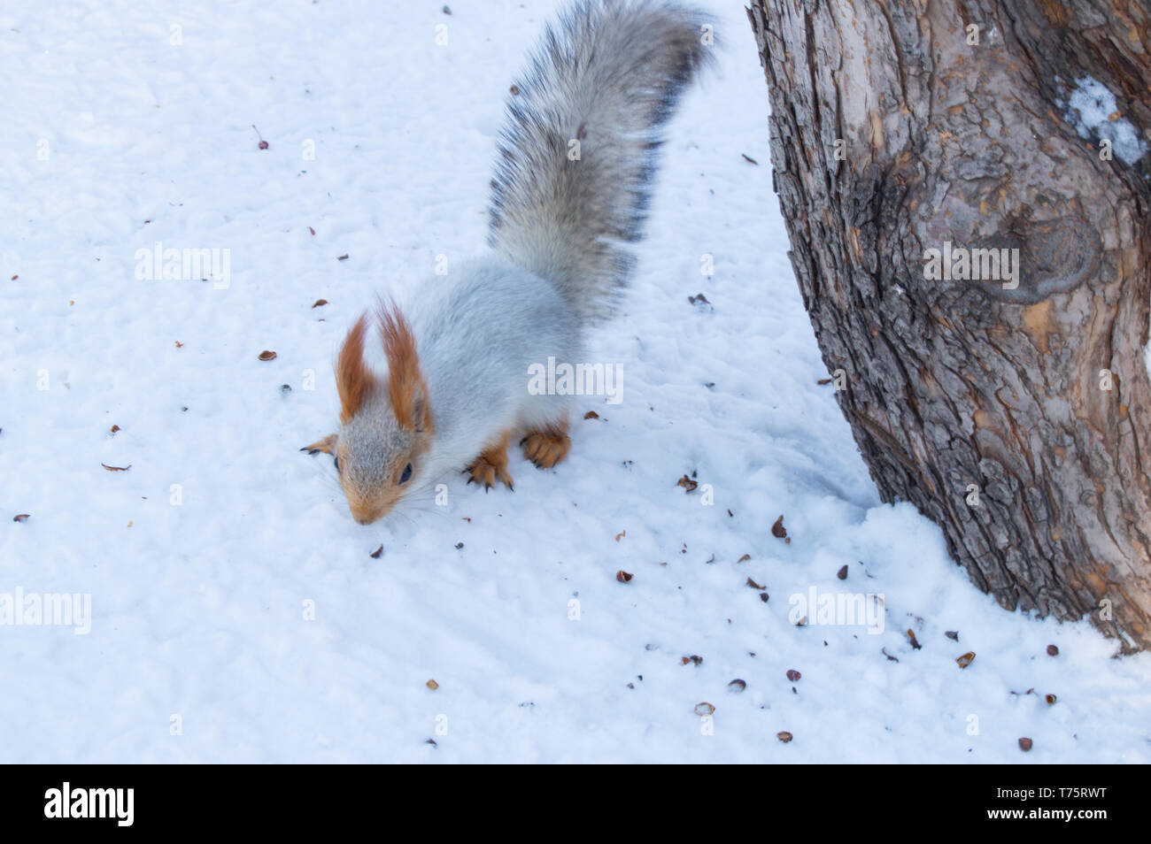 Cute red squirrel eats a nut in winter scene with nice blurred background. Stock Photo