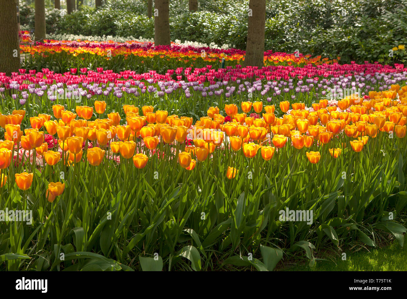 Park with beautifup Dutch tulip fields on sunny day Stock Photo - Alamy