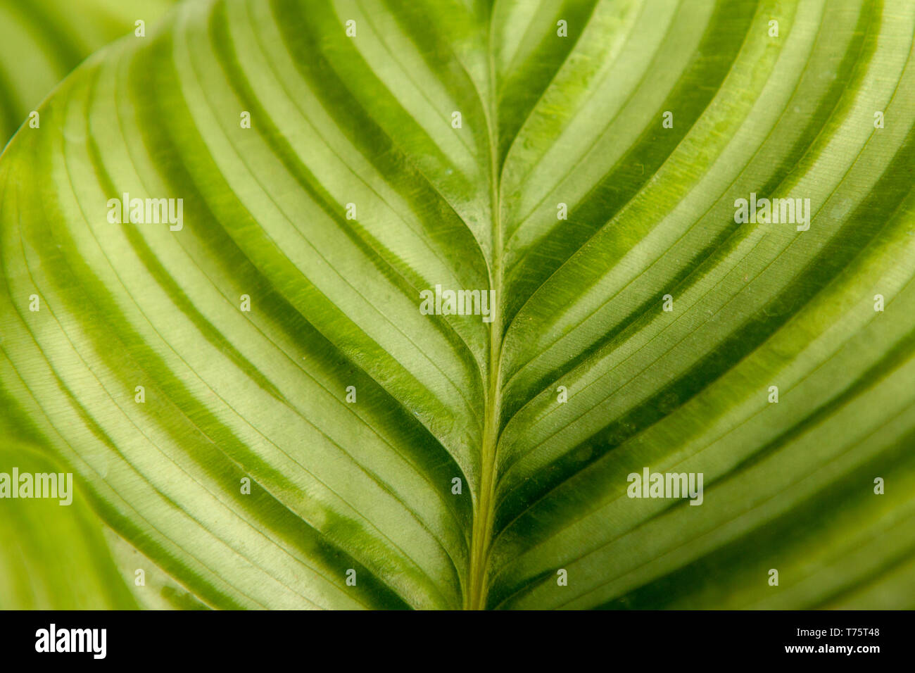 Wallpaper background stripes hi-res stock photography and images - Alamy