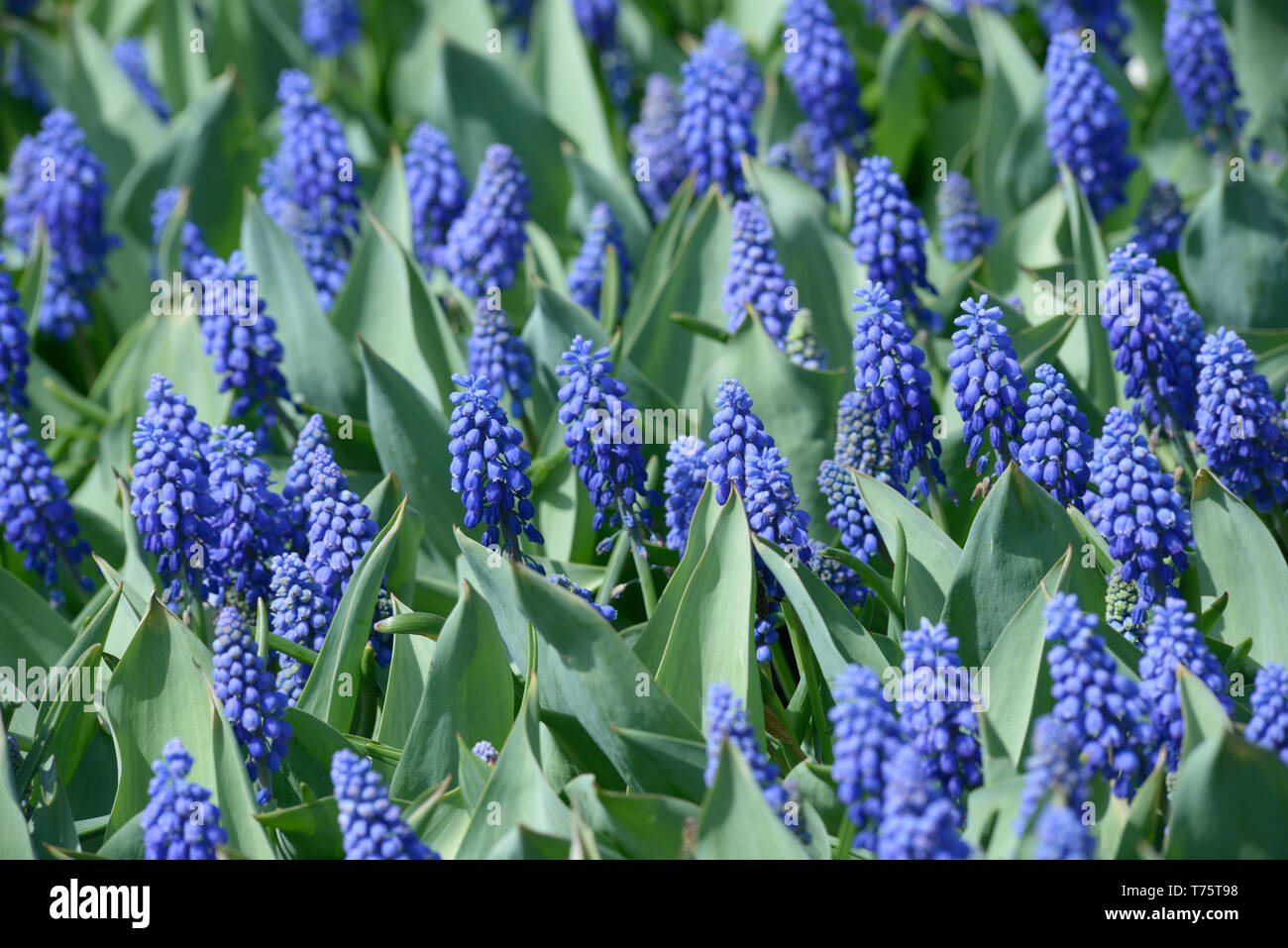Purple flowers Muscari armeniacum and burgeons growing on the lawn Stock Photo