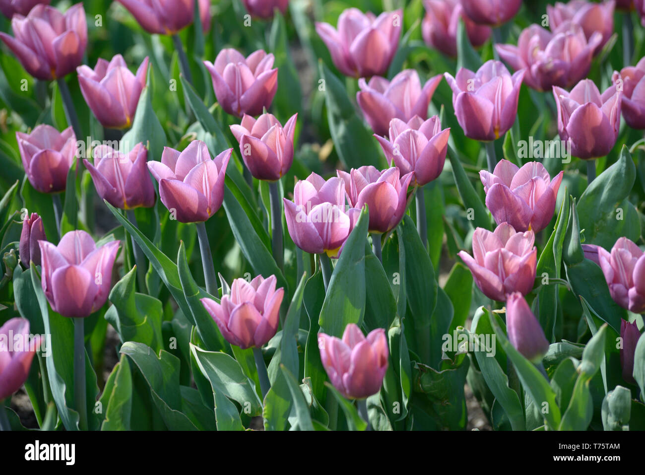 Purple tulips growing on the lawn Stock Photo