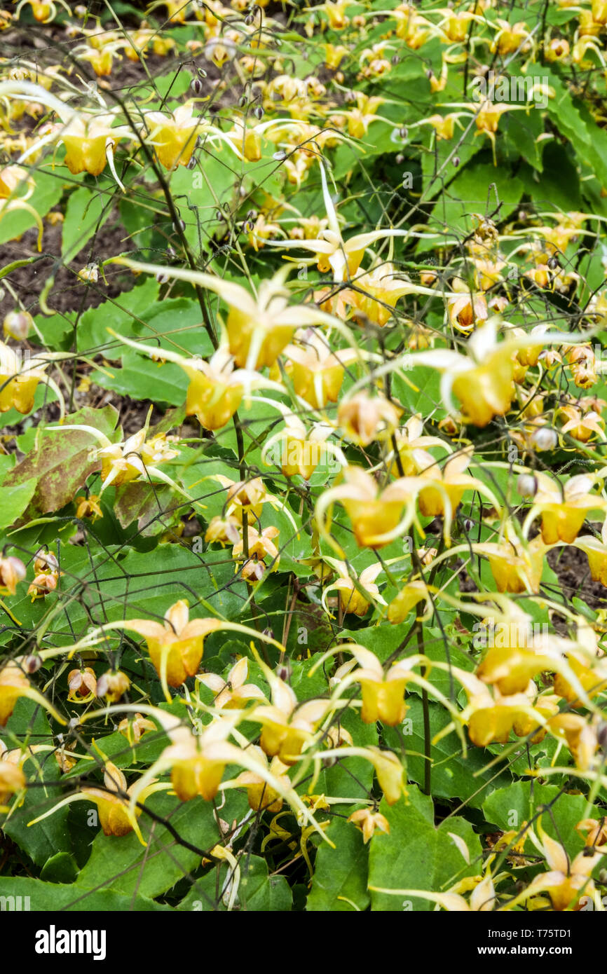 Barrenwort, Epimedium 'Amber Queen' Stock Photo - Alamy
