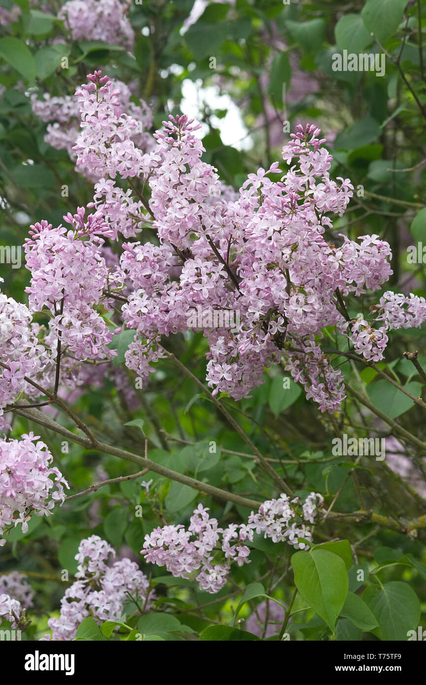 Common Lilac tree Stock Photo Alamy