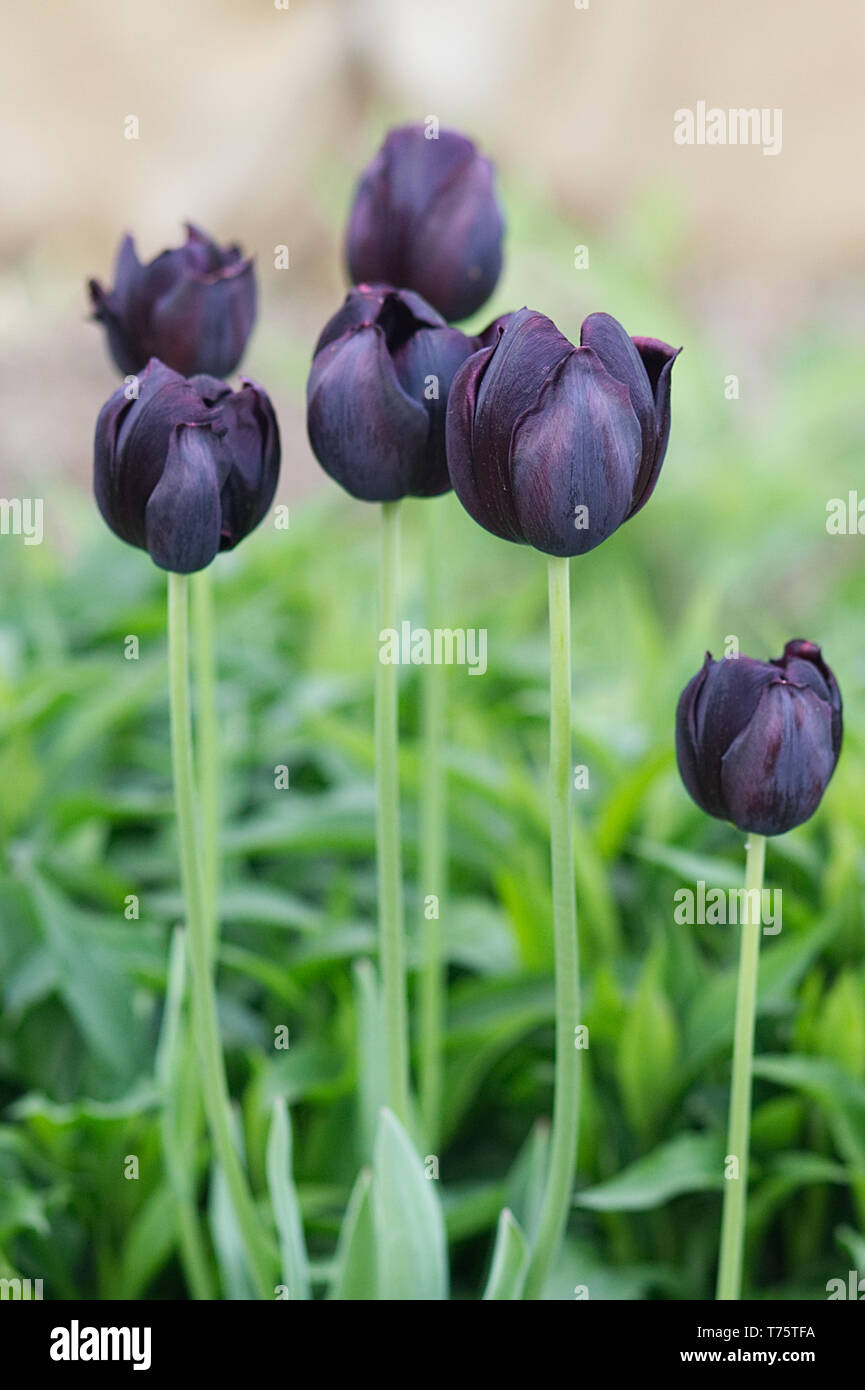 Queen of the Night Black Tulips Stock Photo