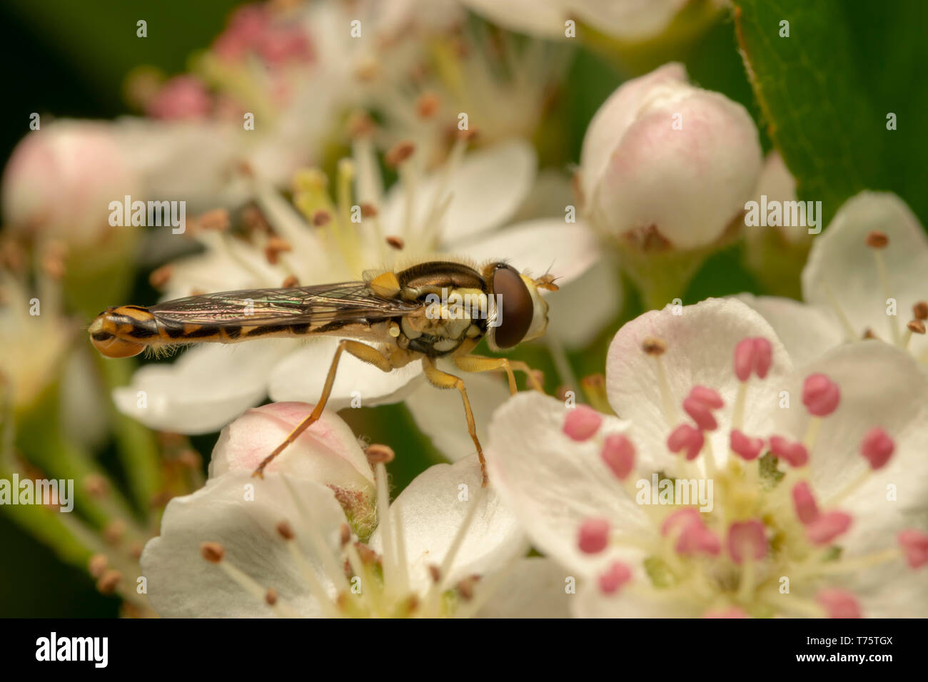 Long Hoverfly (lat. Sphaerophoria scripta) male Stock Photo