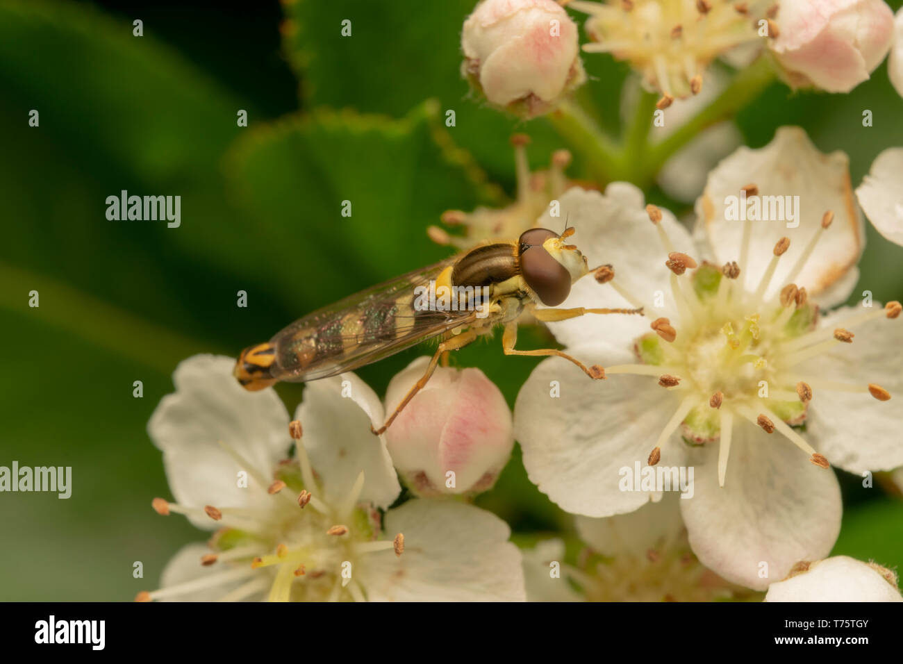Long Hoverfly (lat. Sphaerophoria scripta) male Stock Photo