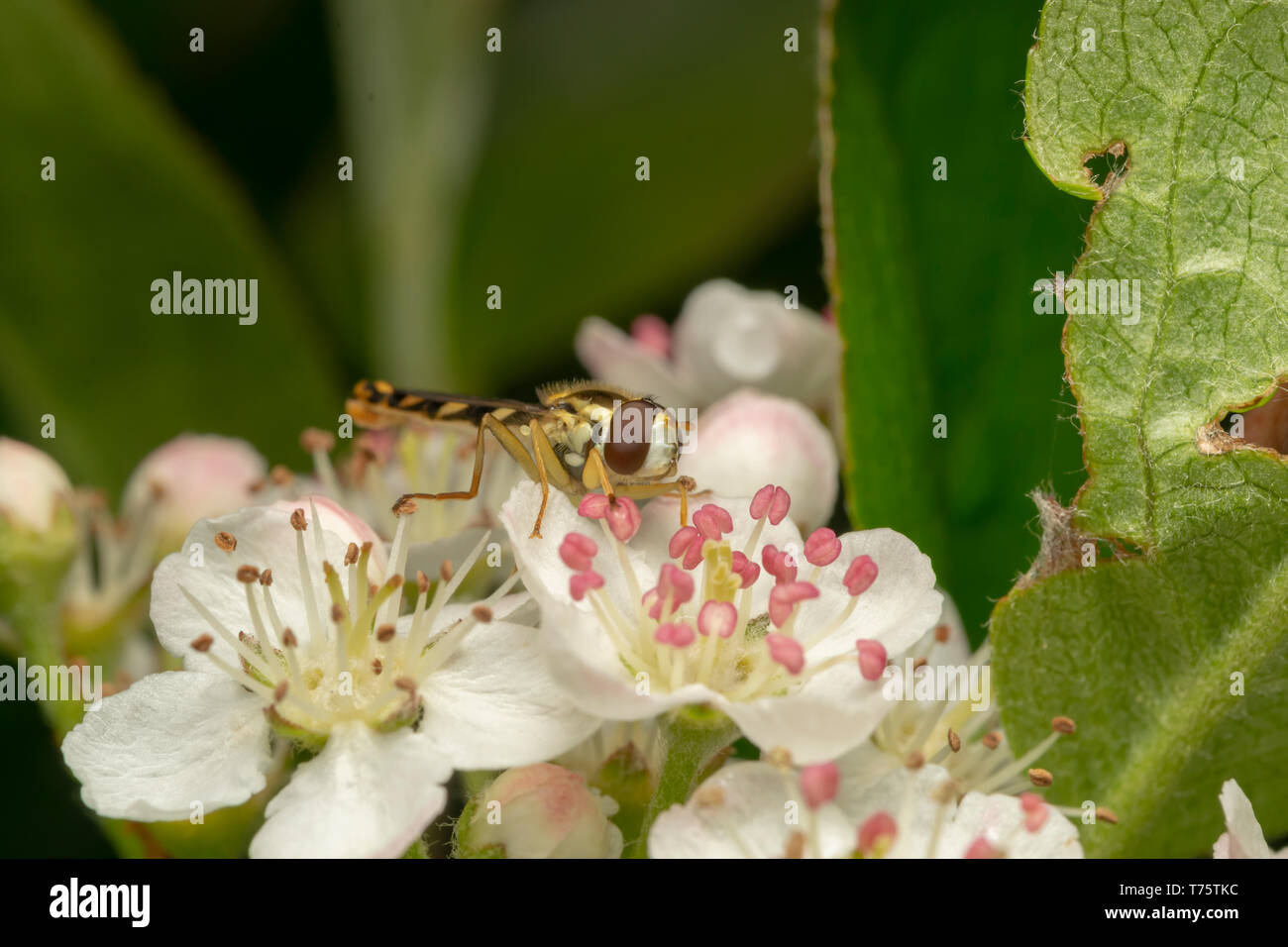 Long Hoverfly (lat. Sphaerophoria scripta) male Stock Photo