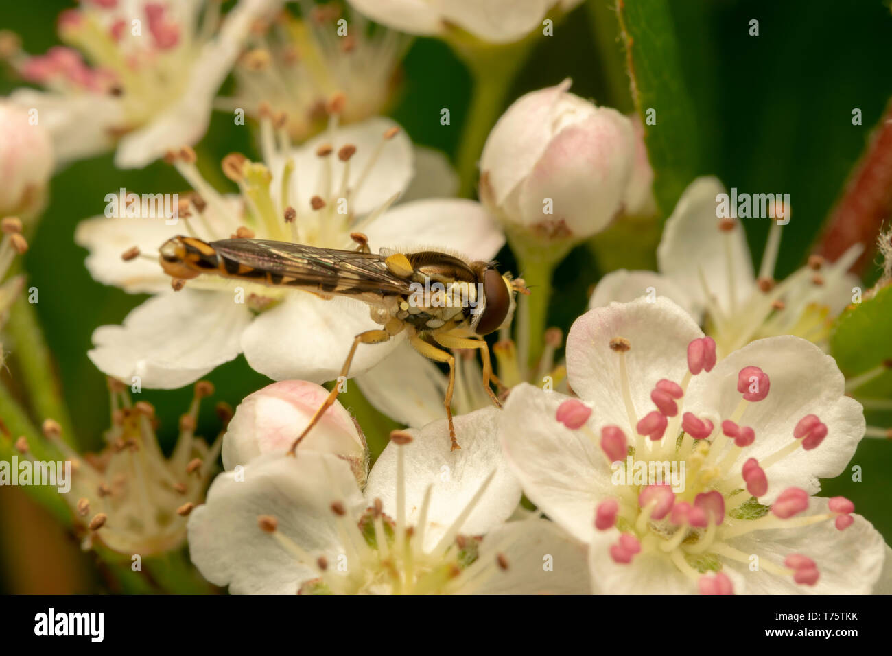 Long Hoverfly (lat. Sphaerophoria scripta) male Stock Photo