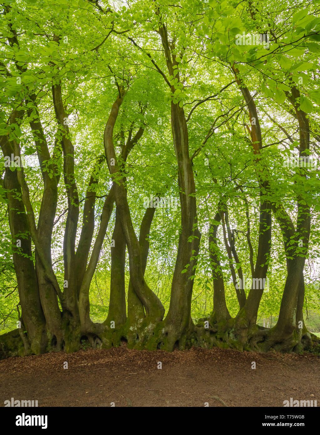 Ancient fused beech trees in May with fresh green spring leaves or foliage. Devil's Punchbowl, Surrey, UK Stock Photo