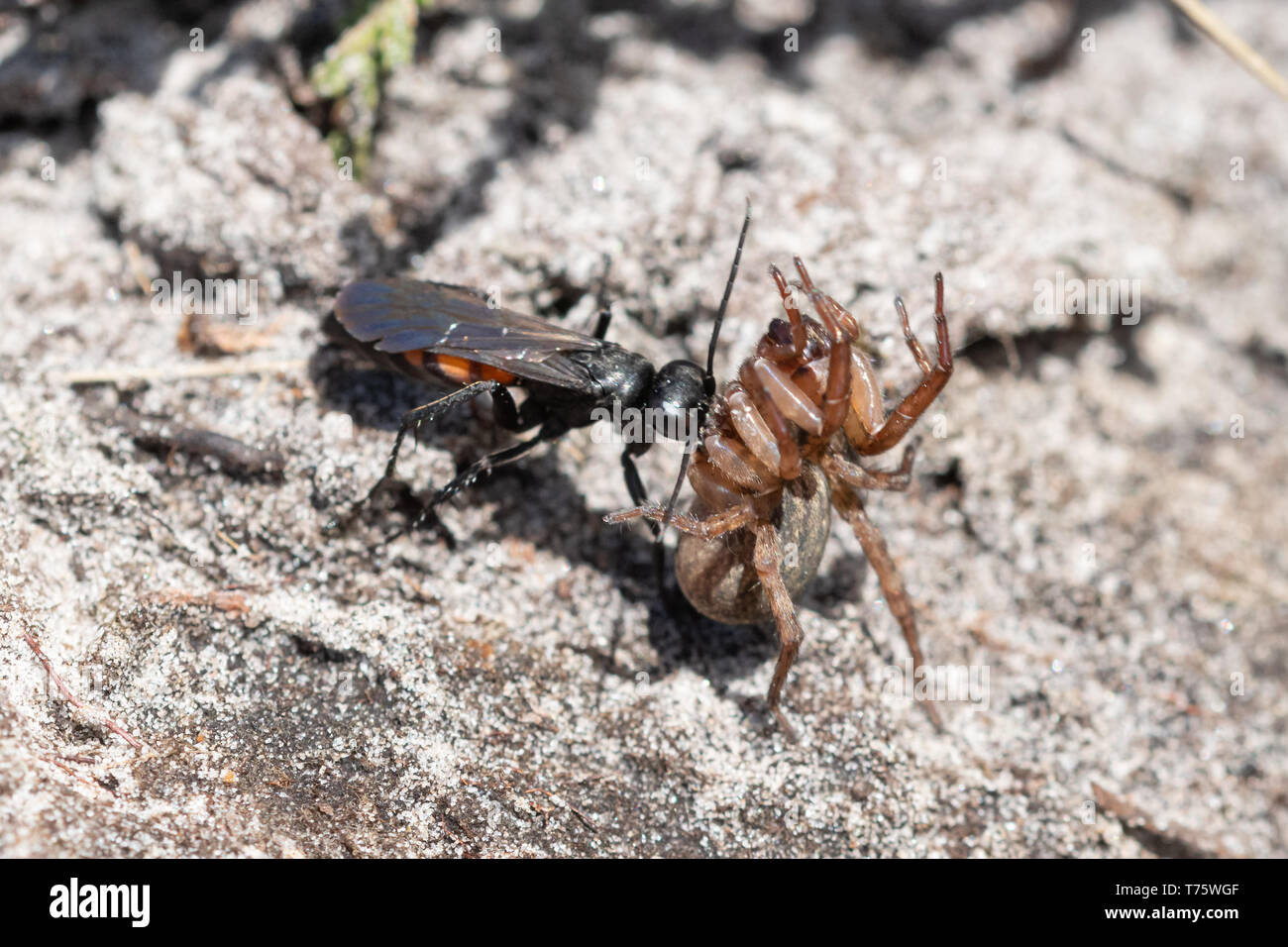 Black banded spider wasp (Anoplius viaticus) provisioning its nest burrow in sand with a paralysed spider, Surrey heathland, UK. Insect behaviour. Stock Photo