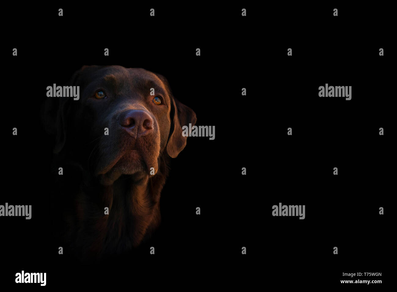 Why Is Depression Called The Black Dog