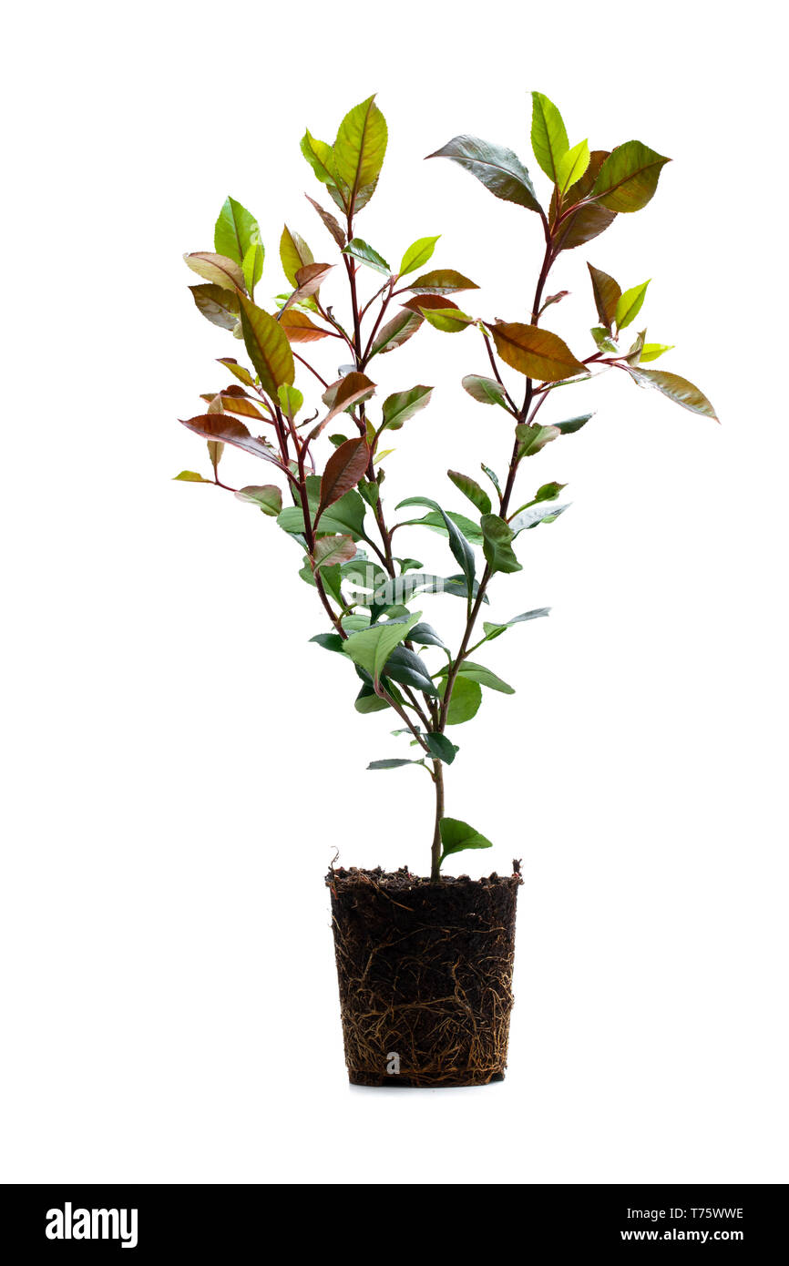 Photinia plants with roots isolated on white. Ready for planting Stock