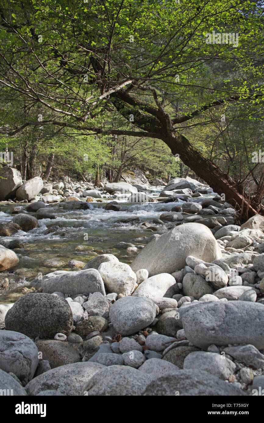 Restonica river Parc Naturel Regional de Corse Corsica France Stock ...