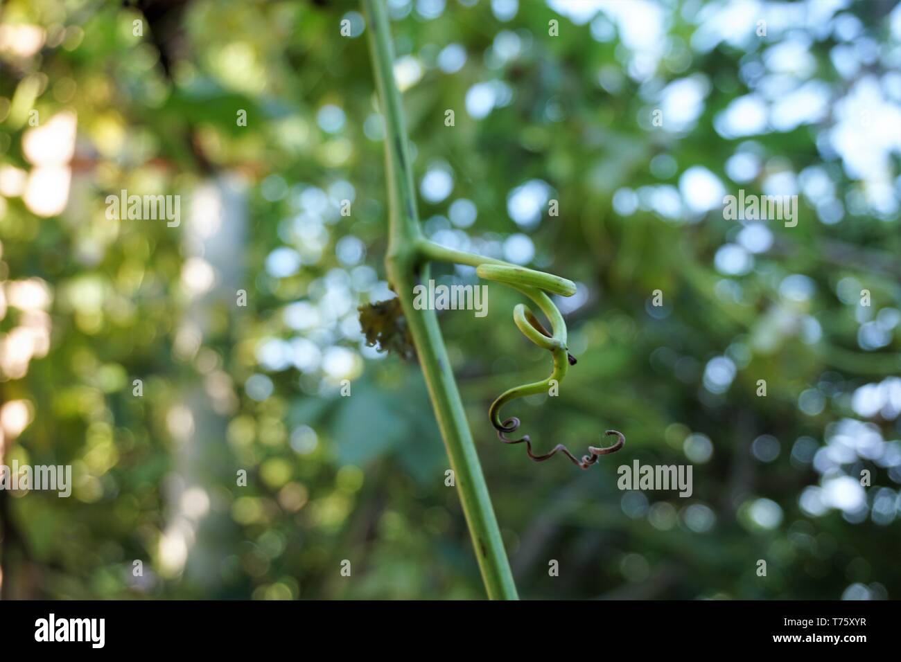 Close-up grape vine tendril with bokeh background. Stock Photo