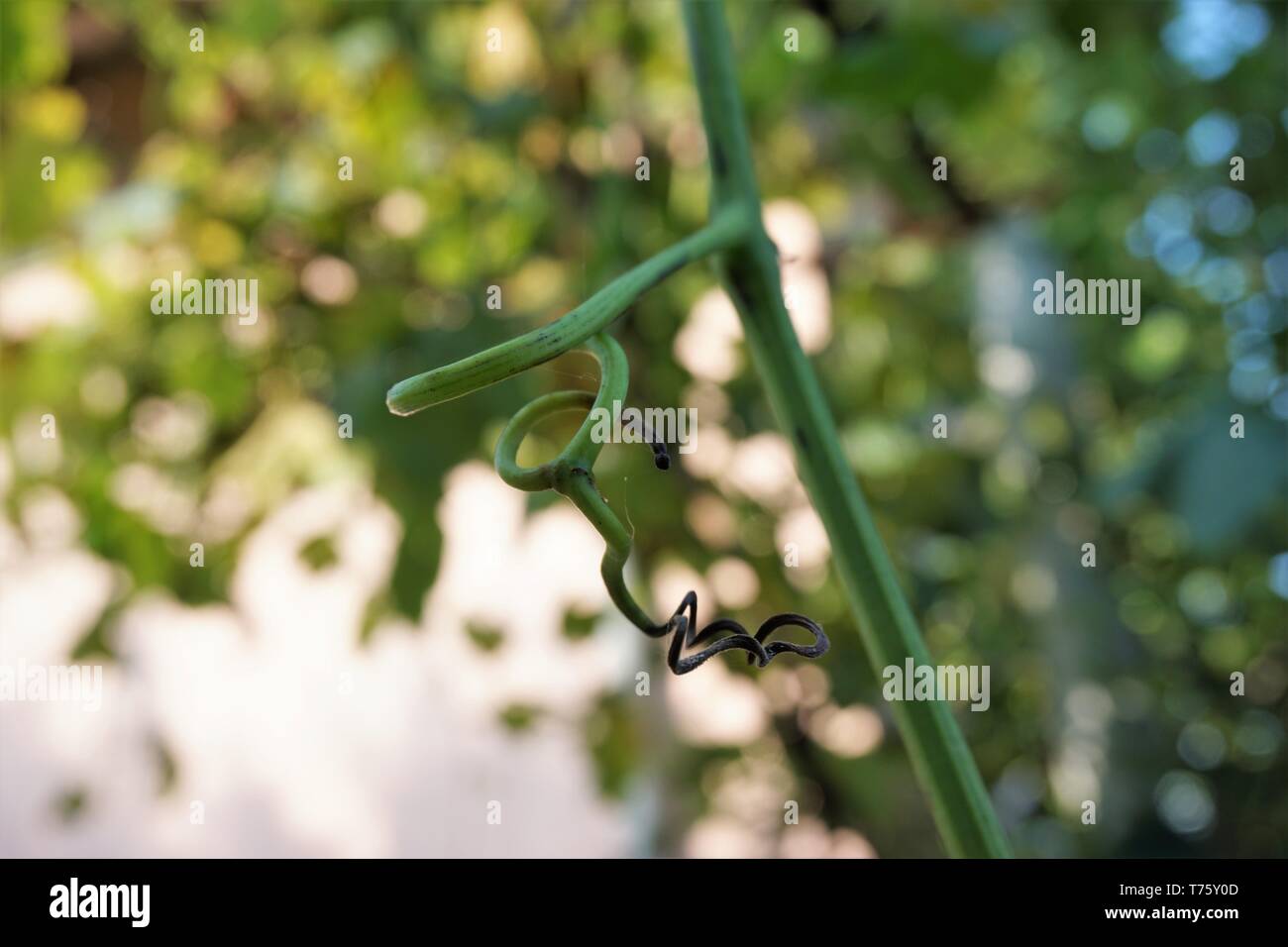 Close-up growing grape vine with bokeh background in vineyard. Stock Photo