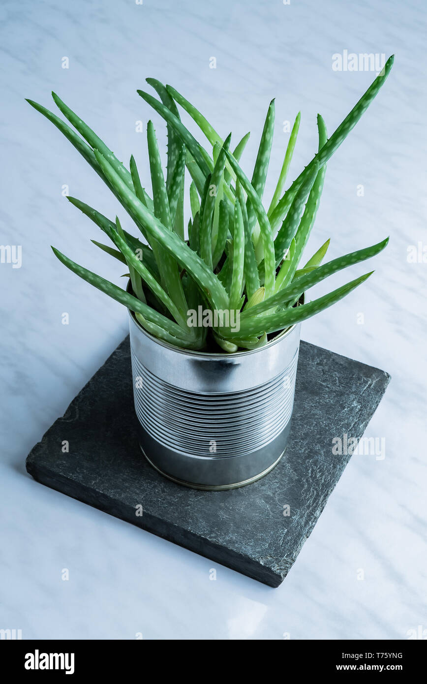Green modern aloe vera succulent medicine plant used for natural skincare in a recycled simple tin can alternative flowerpot on stone Stock Photo