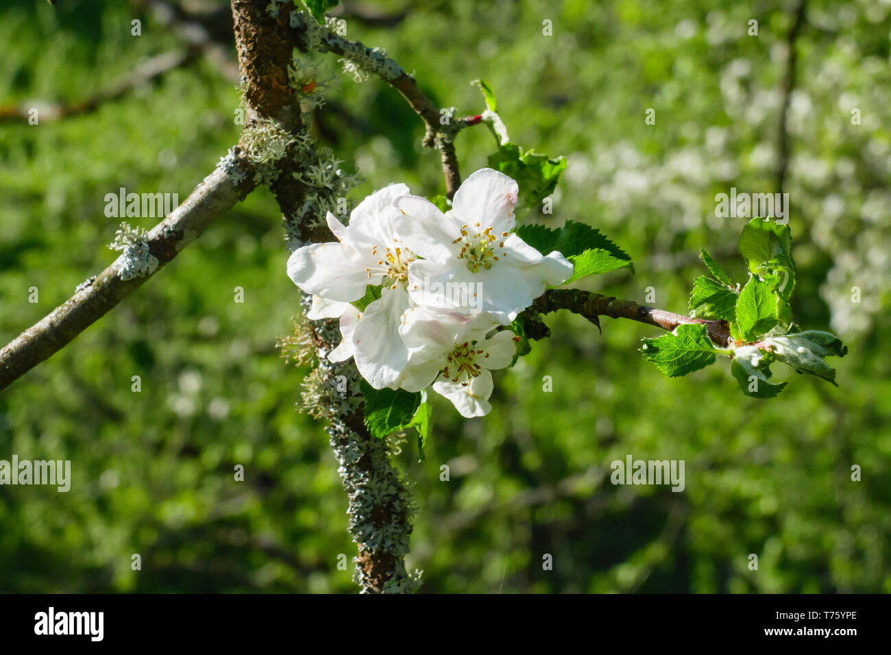 Weiße Apfel Blüte am Baum, mit unscharfem Hintergrund Stock Photo