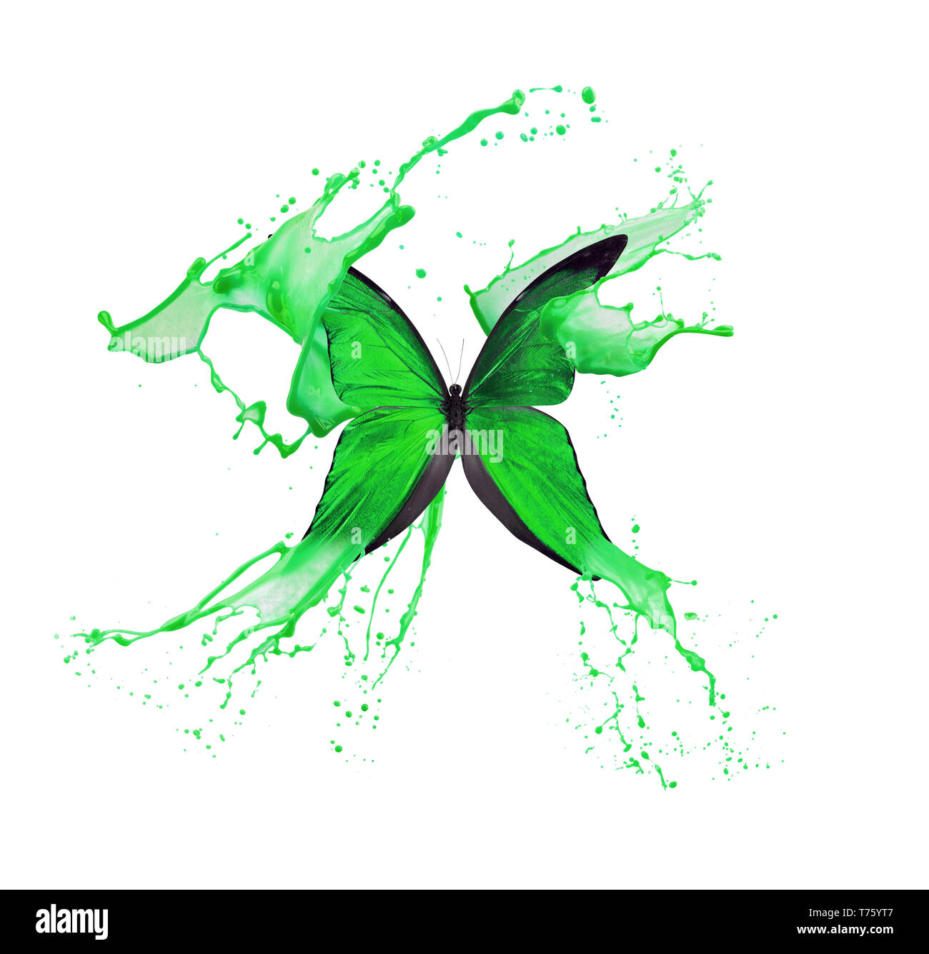green butterfly in paint splash isolated on a white background. Stock Photo