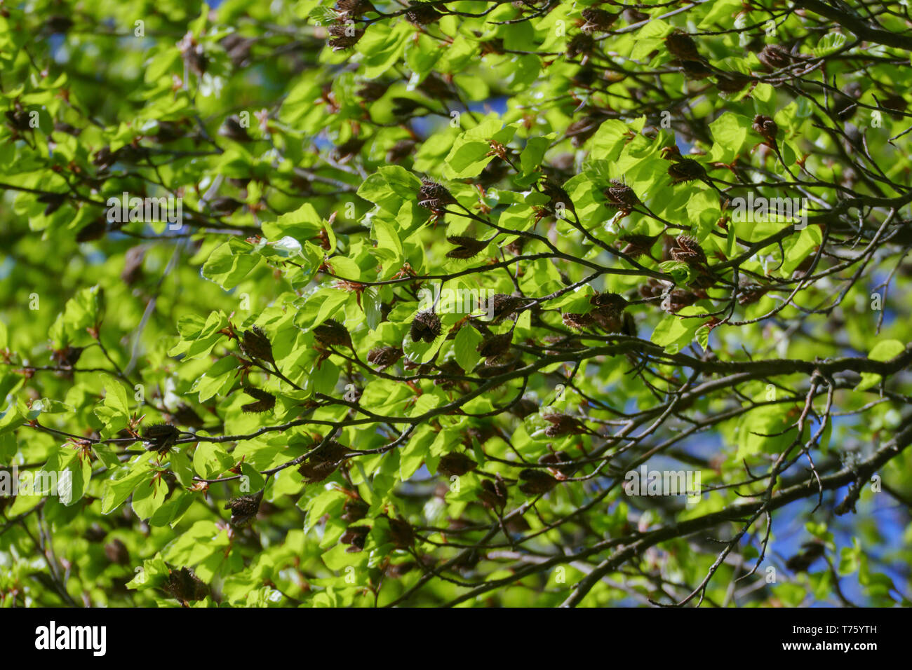Buche Baum mit Bucheckerhülsen und gezahnten Blättern im Frühjahr Stock Photo