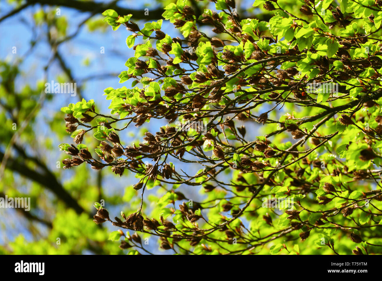 Buche Baum mit Bucheckerhülsen und gezahnten Blättern im Frühjahr Stock Photo