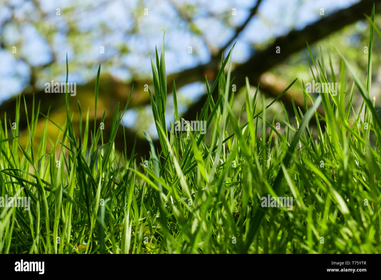 Grashalme wiegen sich auf einer grünen Wiese im Wind, Stock Photo