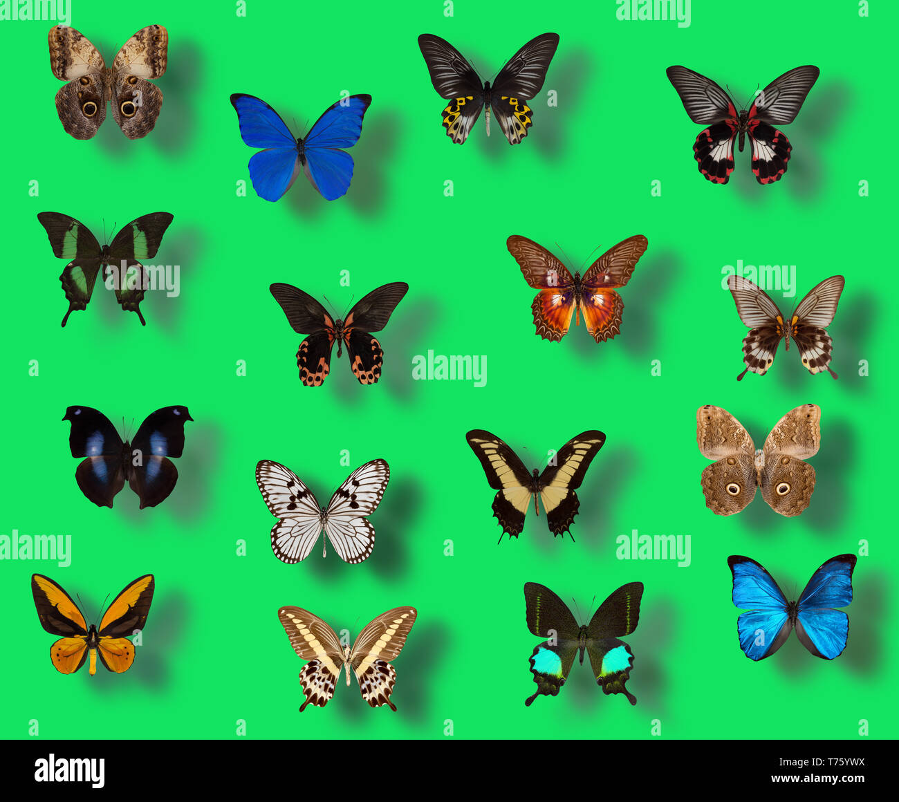 Set realistic colorful butterflies vector hi-res stock photography and  images - Alamy