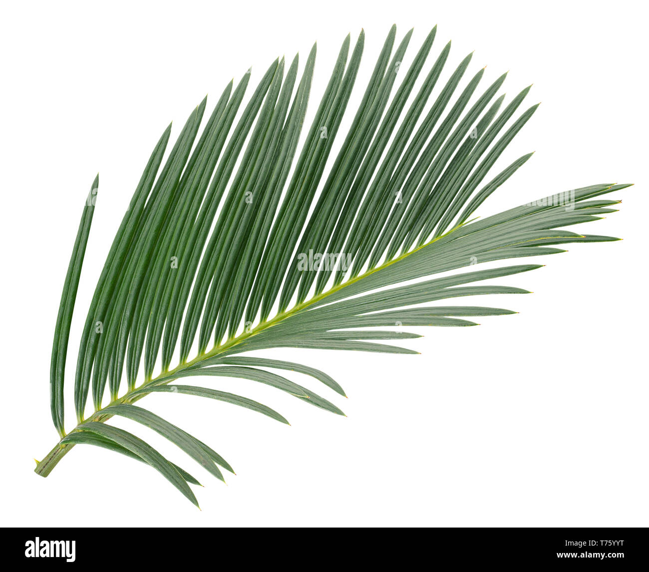 coconut leaf isolated on a white background Stock Photo Alamy