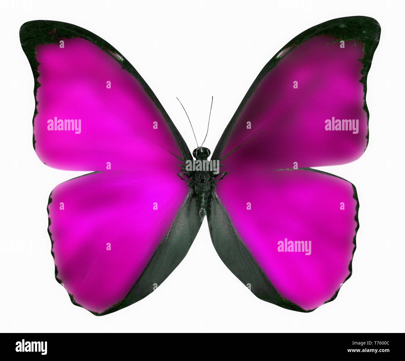 pink butterfly isolated on a white background. Stock Photo