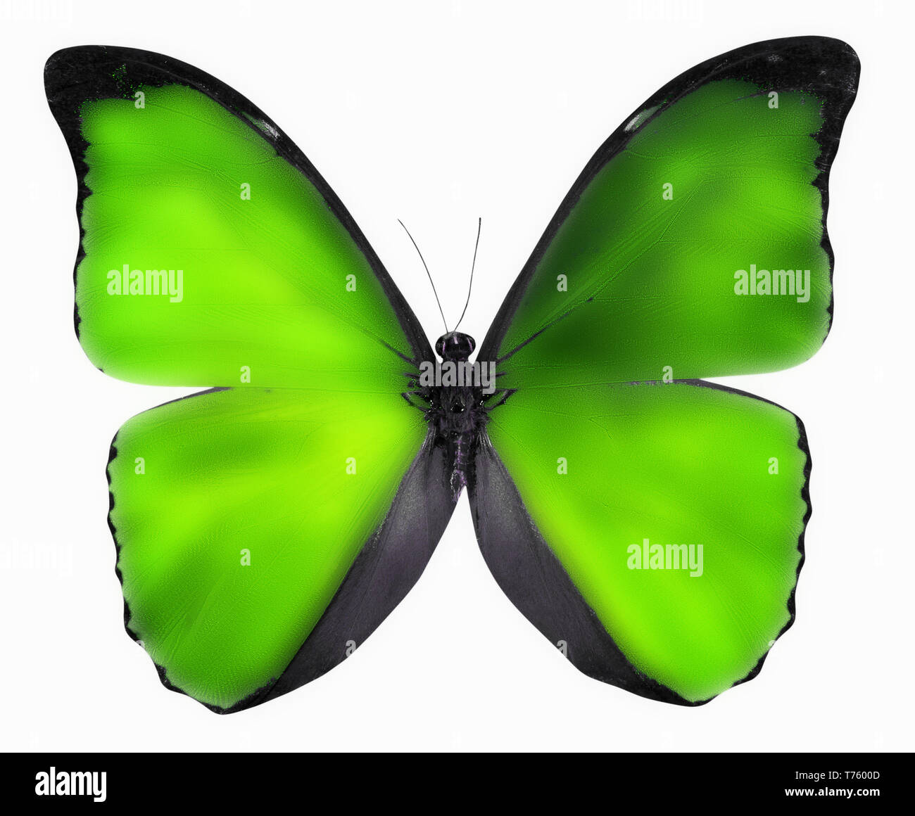 green butterfly isolated on a white background. Stock Photo