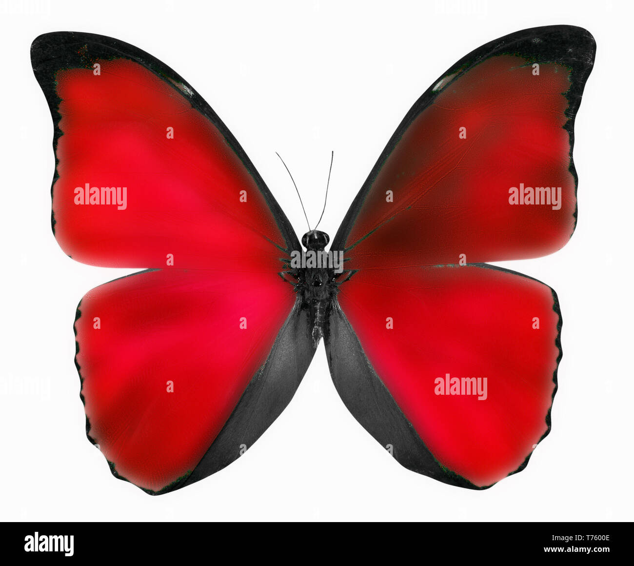red butterfly isolated on a white background. Stock Photo