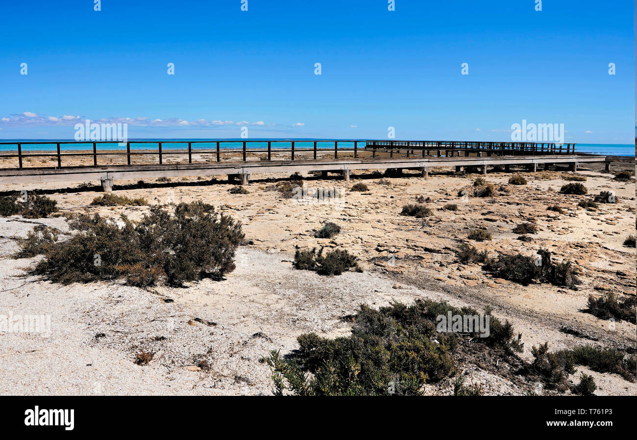 Hamelin Pool there is a boardwalk for tourists to venture out and examine the stromatolite structures. Stock Photo