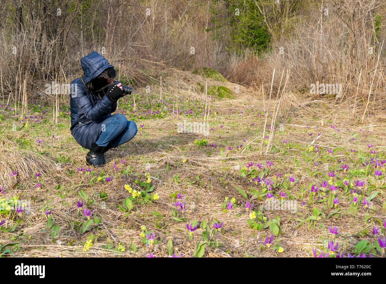 A girl in a warm jacket in nature taking pictures of flowers in a clearing Stock Photo