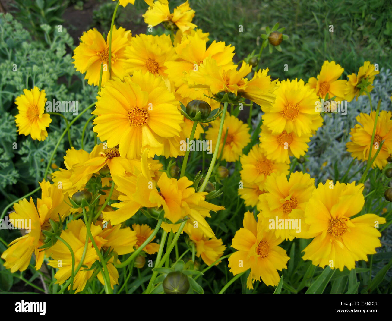 beautiful yellow flowers (coreopsis grandiflora) in summer garden Stock Photo